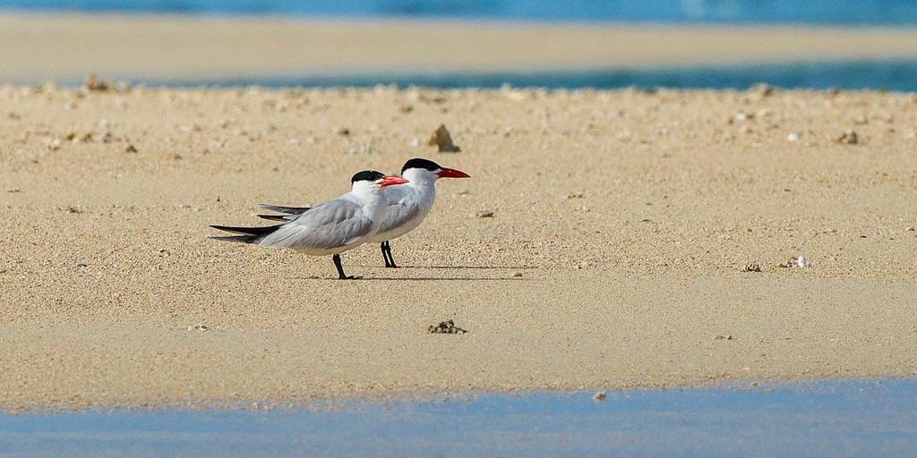 Caspian Terns - Anakao - Madagascar_S4E8906 by fveronesi1 is licensed under CC BY-SA 2.0.
